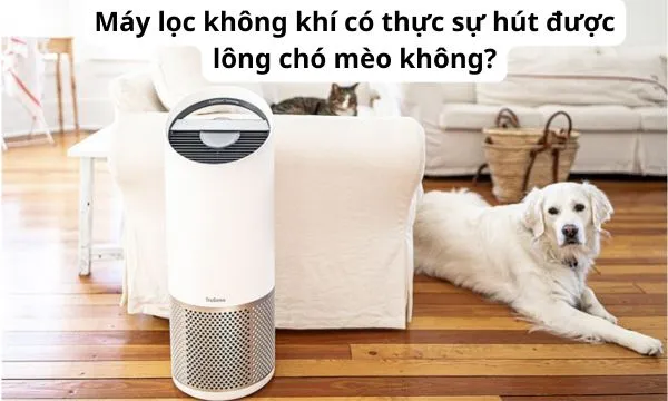 Máy lọc không khí có thực sự hút được lông chó mèo không?
