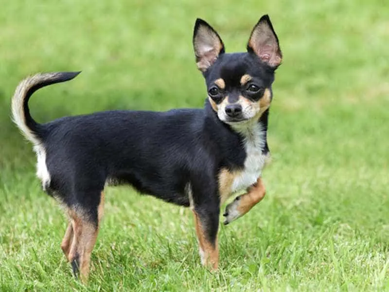 Chihuahua với khuôn mặt đáng yêu