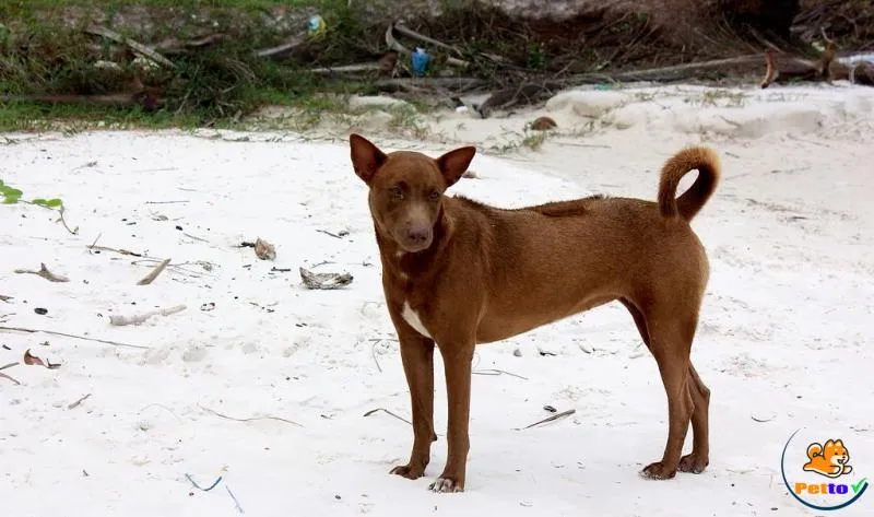 Chó Phú Quốc với lông màu vàng lửa
