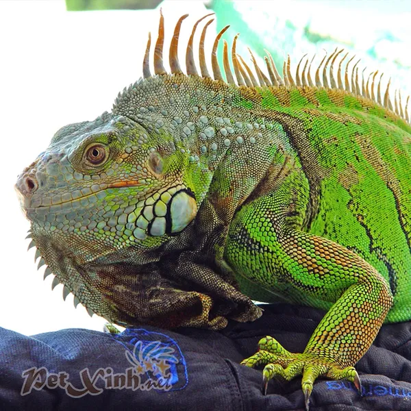 vật nuôi - thú cưng