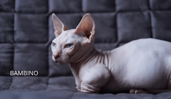 10 GIỐNG MÈO KHÔNG LÔNG