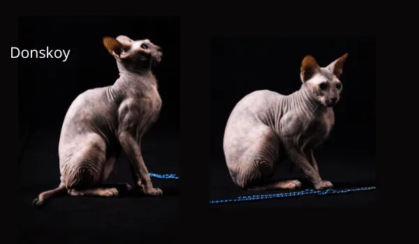 10 GIỐNG MÈO KHÔNG LÔNG