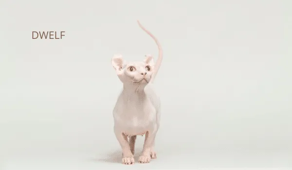 10 GIỐNG MÈO KHÔNG LÔNG