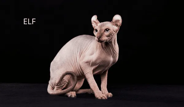 10 GIỐNG MÈO KHÔNG LÔNG