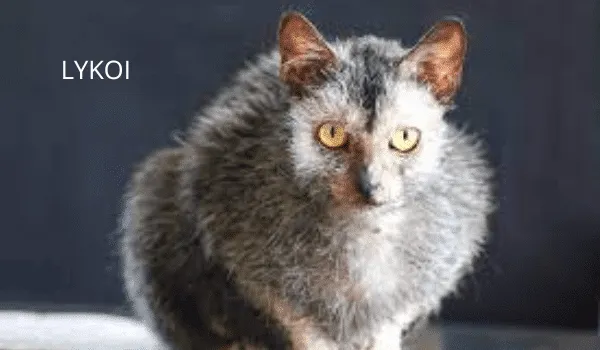 10 GIỐNG MÈO KHÔNG LÔNG