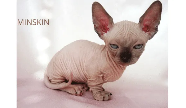 MINSKIN