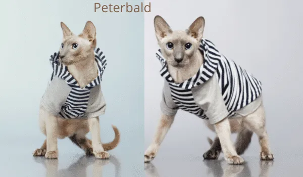 Peterbald