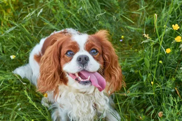 Cận cảnh gương mặt đáng yêu của giống chó Cavalier King Charles Spaniel