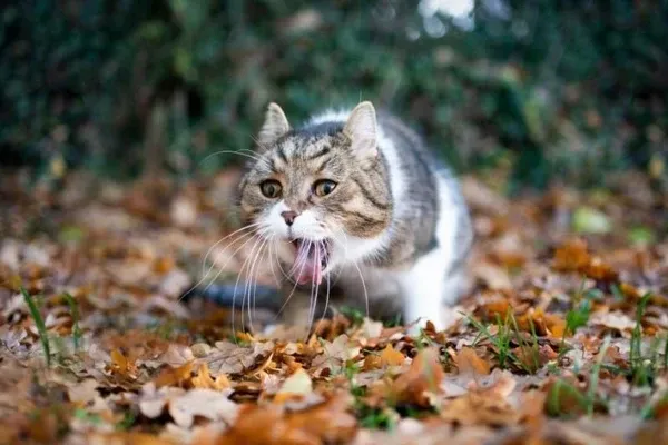 nguyên nhân chó mèo bị nôn và cách chữa trị