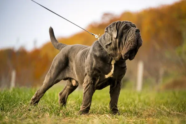 Neapolitan Mastiff với làn da chùng nhiều nếp gấp đặc trưng