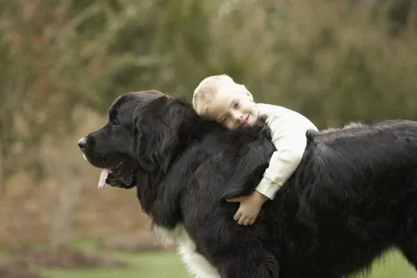 Chú chó Newfoundland to lớn với bộ lông đen bóng mượt