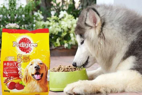 thức ăn cho chó trưởng thành