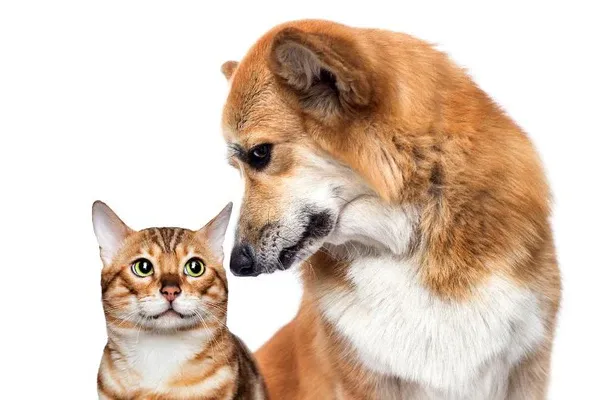 Nuôi mèo hay nuôi chó