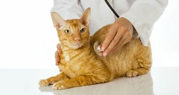 Khám răng miệng cho mèo tại phòng khám