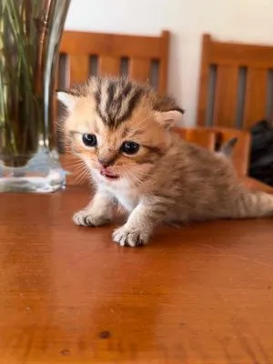 Mèo ALN lùn tabby Hyma lông ngắn Tabby mới sinh