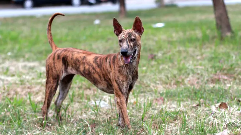 ChÃ³ PhÃº Quá»'c