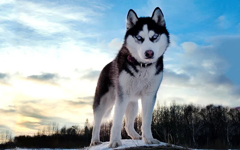 ChÃ³ Husky