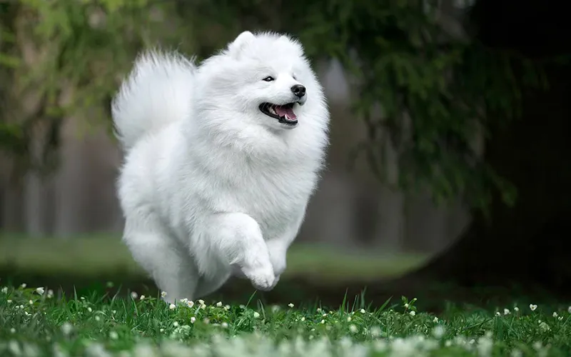 ChÃ³ Samoyed