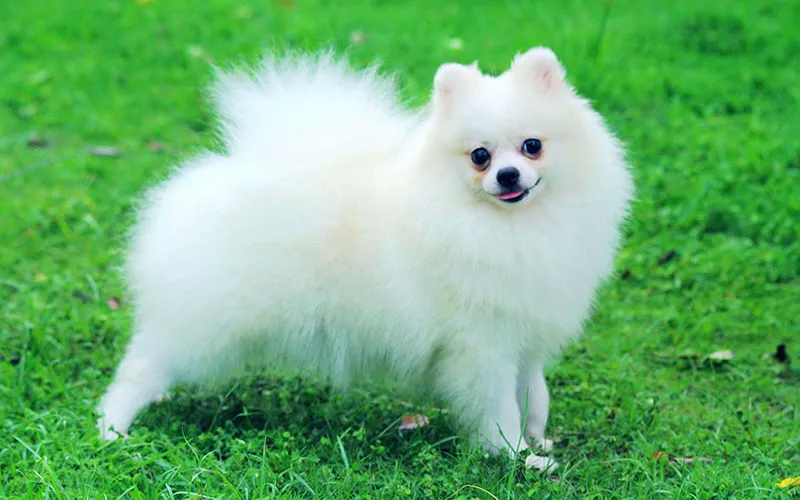 ChÃ³ Pomeranian