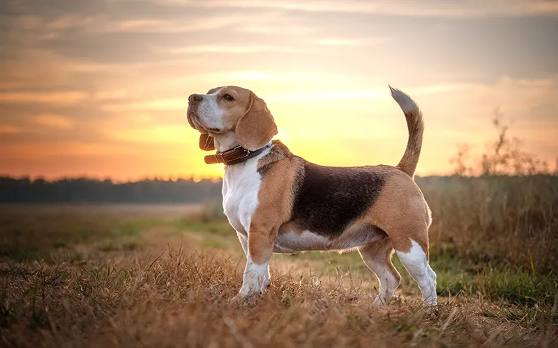 ChÃ³ Beagle