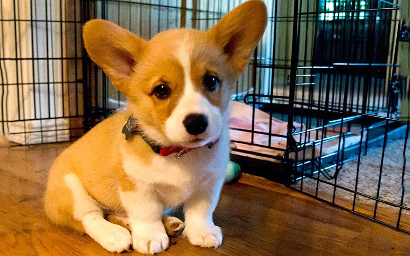 ChÃ³ Corgi