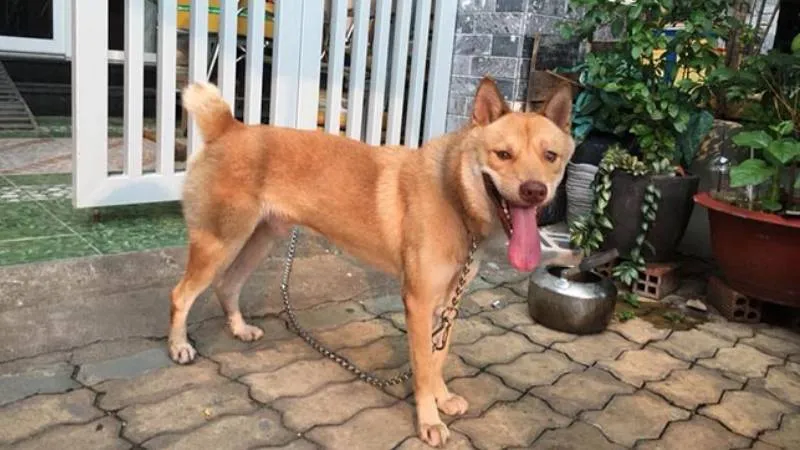 ChÃ³ MÃ´ng Cá»™c