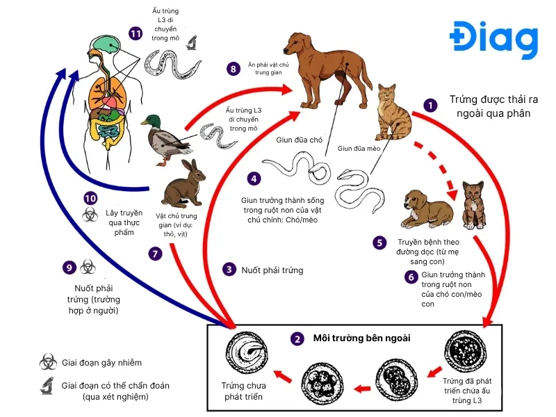 Sơ đồ minh họa quá trình trứng sán chó mèo thâm nhập vào cơ thể con người qua môi trường