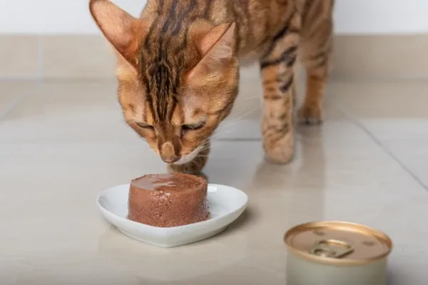 pate cho mèo tự làm và pate mua sẵn