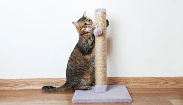 Đồ chơi cho mèo giúp kích thích hoạt động và giảm stress