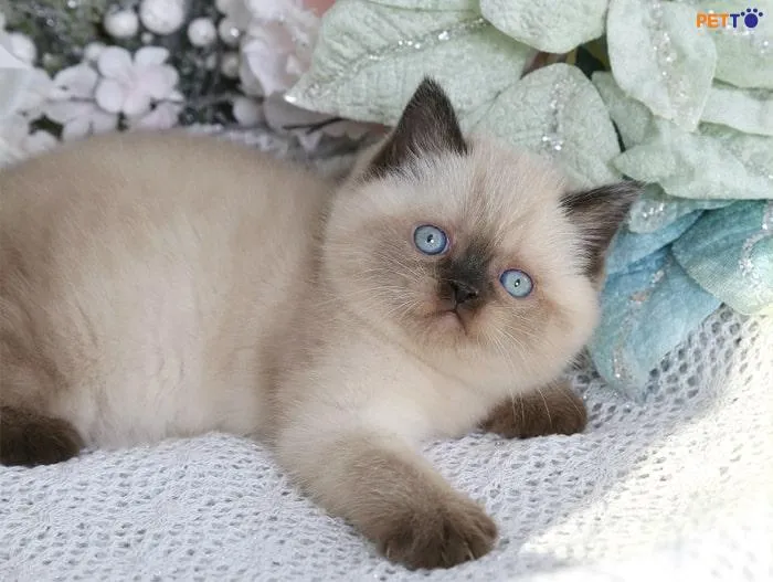 màu Hyma này bởi bộ lông của chúng có màu trắng điểm xuyết thêm một chút màu bạc của silver ở phần đuôi