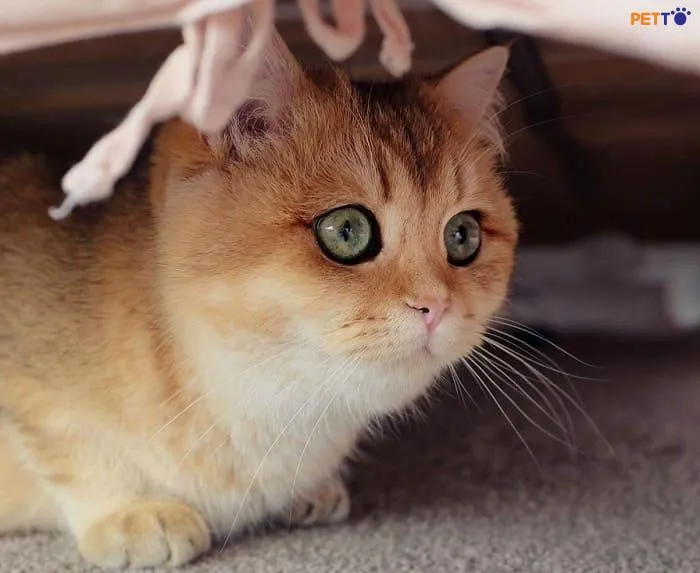 Mèo golden là giống mèo khá mắc tiền trong dòng mèo anh