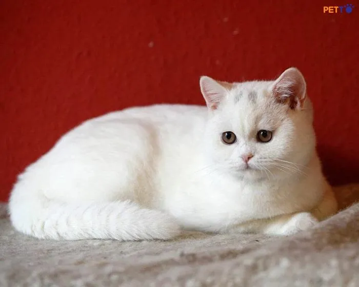 giống mèo Anh Lông Ngắn với bộ lông màu trắng tinh toàn bộ cơ thể