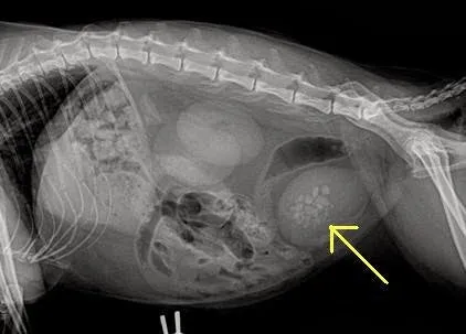 Mèo bị sỏi tiết niệu thường có biểu hiện đau đớn khi đi vệ sinh