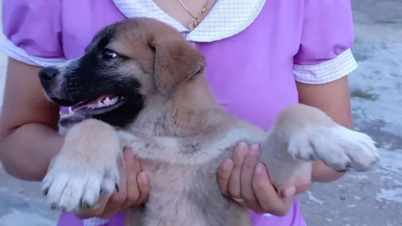 Tướng chó bát long cẩu