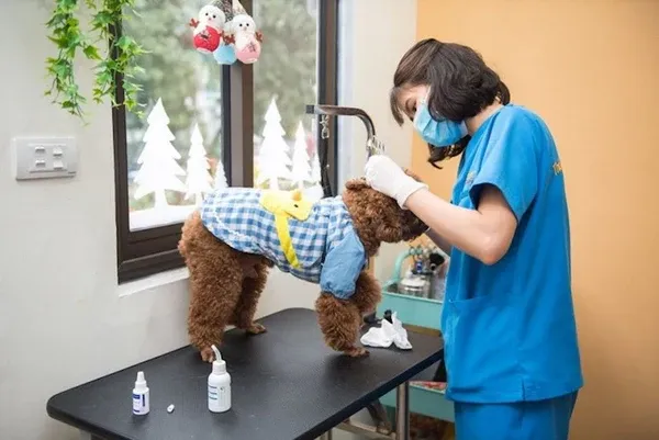 Spa thú cưng chuyên nghiệp với đầy đủ trang thiết bị hiện đại phục vụ chăm sóc chó mèo