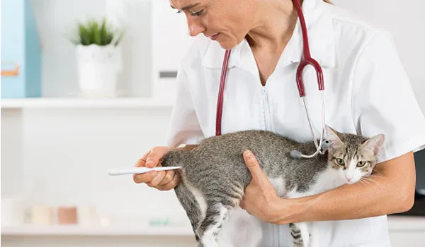 vacxin phòng bệnh giảm bạch cầu cho mèo