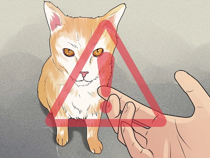 Viêm tử cung mủ là nguyên nhân nghiêm trọng gây chảy máu ở bộ phận sinh dục mèo cái