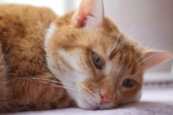 Chăm sóc mèo sau khi cạo lông tận tâm tại Pet Nhà Sen