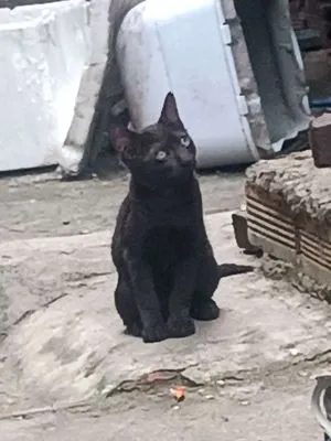 Mèo ALN lai mèo ta