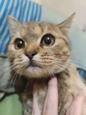 Mèo Golden Tabby 2.5 tháng đã xỏ giun