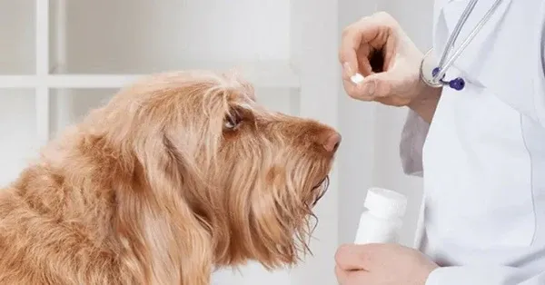 nen-xo-giun-cho-cho-bao-lau-mot-lan