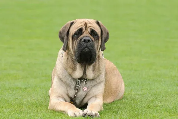 Giống chó English Mastiff với vóc dáng khổng lồ và bộ lông ngắn màu nâu