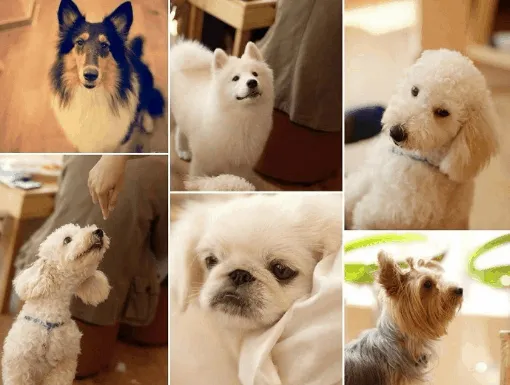 Đa dạng giống chó tại Pet Ideal