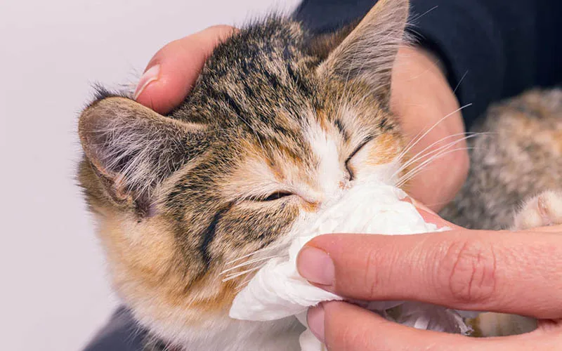 mèo bị chảy nước mũi