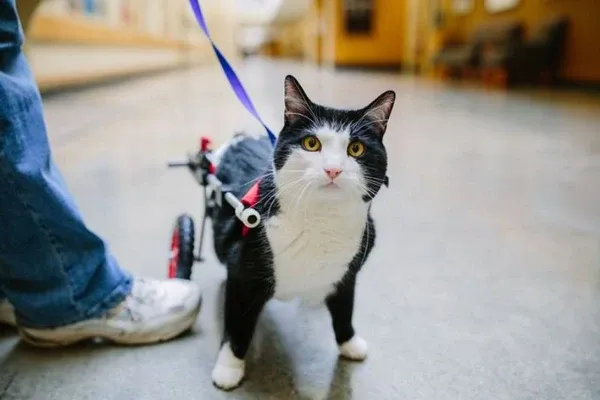 Các nguyên nhân gây liệt chân ở mèo