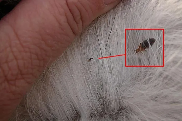 vi-sao-meo-bi-ve-ran