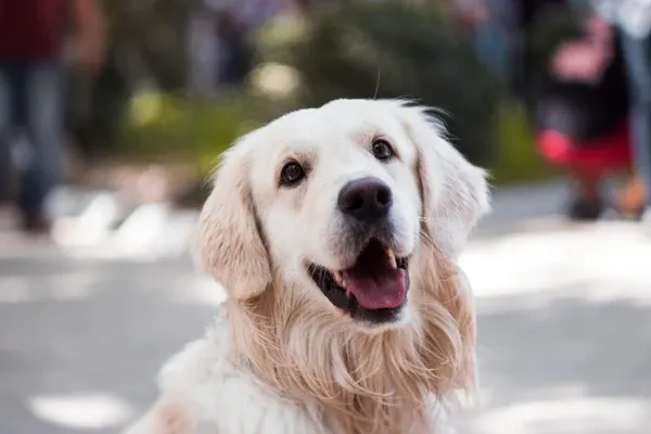 Chó trưởng thành khỏe mạnh