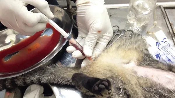 Các loại hạt hỗ trợ điều trị sỏi tiết niệu cho mèo