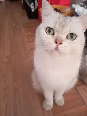 Mèo Anh lông ngắn trắng con