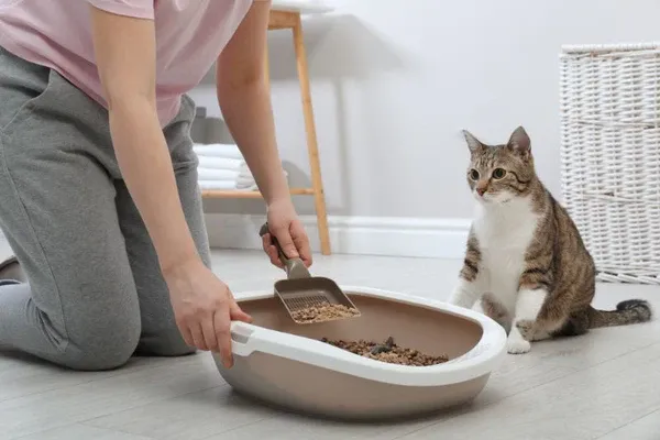 Người nuôi dùng xẻng vệ sinh chuyên dụng để loại bỏ các khối cát vón cục trong khay